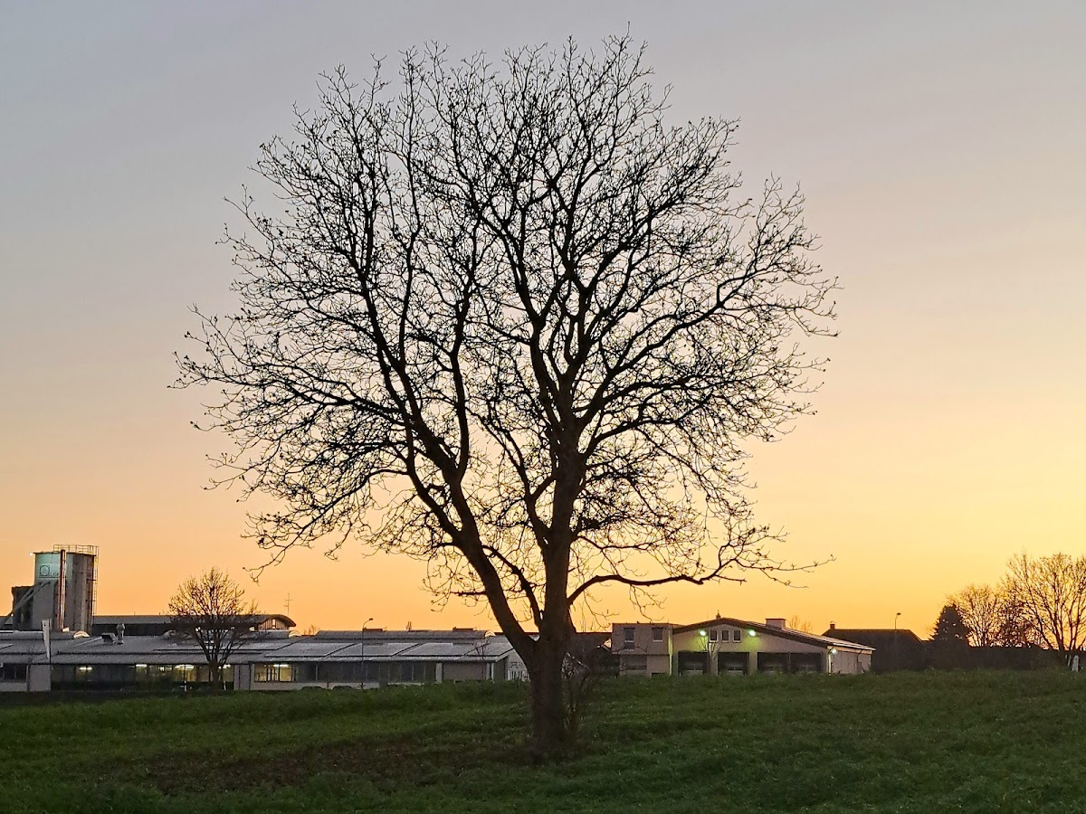 Löffel Fenster + Fassaden GmbH & Co.KG